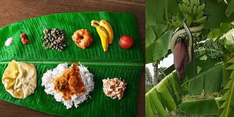 banana-leaf