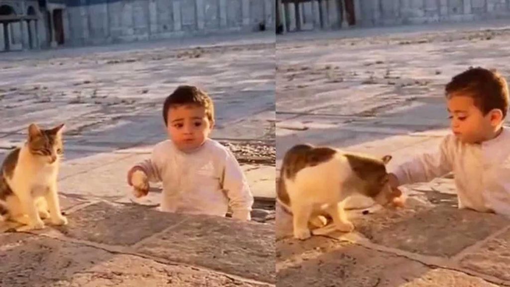 cat