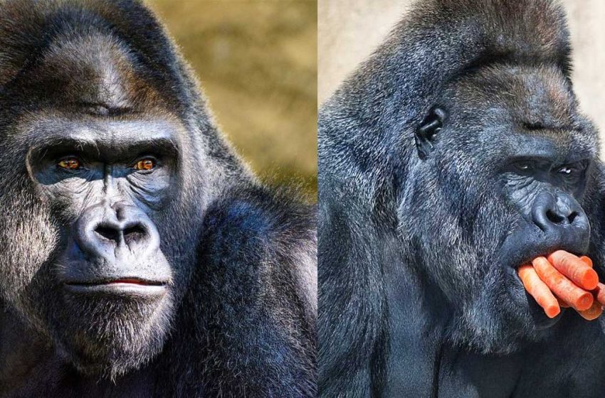 Gorilla-க்களையும் விட்டு வைக்காத கொரோனா !!!