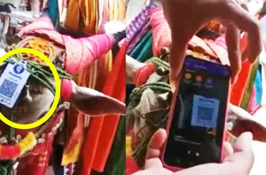 மாட்டுக் கொம்பில் QR code – வைரலாகும் வீடியோ !!!
