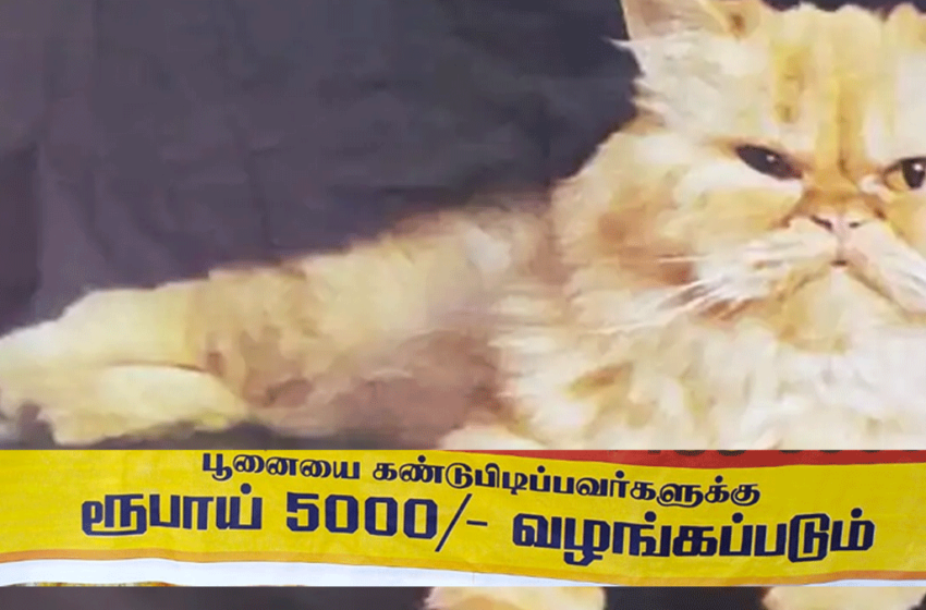 பூனையை கண்டுபிடித்தால் 5000 ரூபாய் சம்மானம் !!!