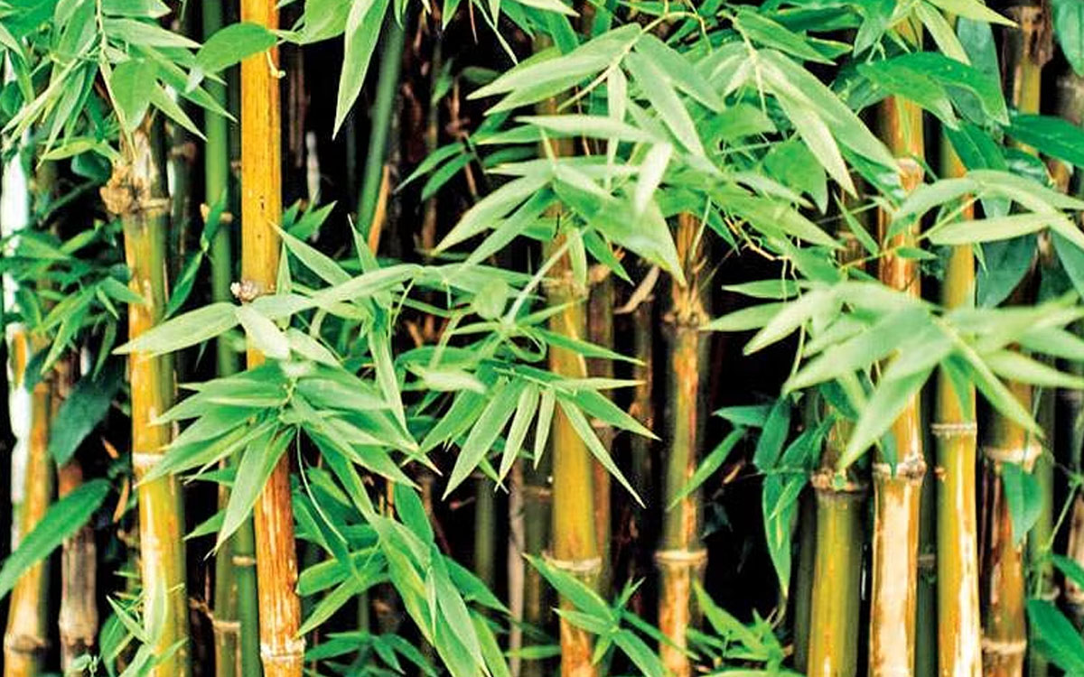 Bamboo 1