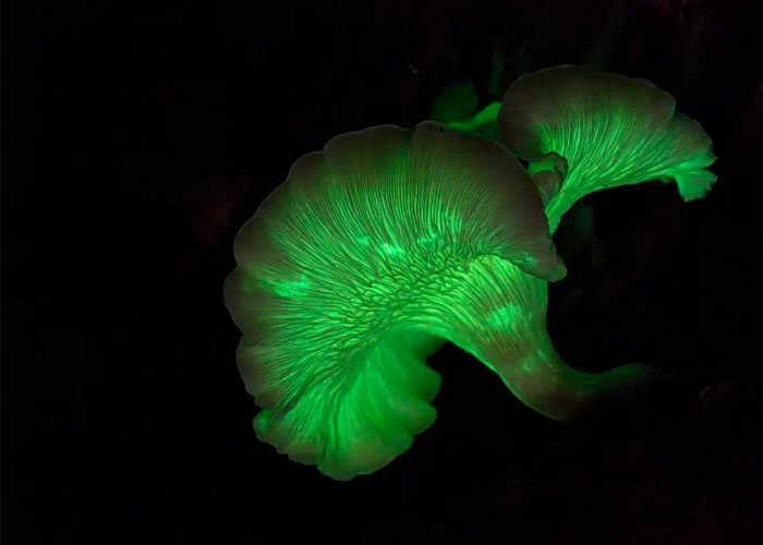 Glowing Fungus