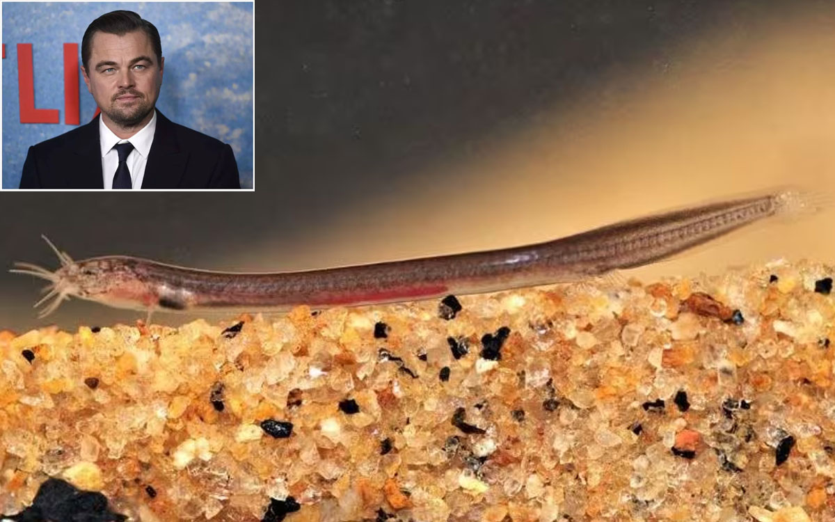 Pathala Eel Loach