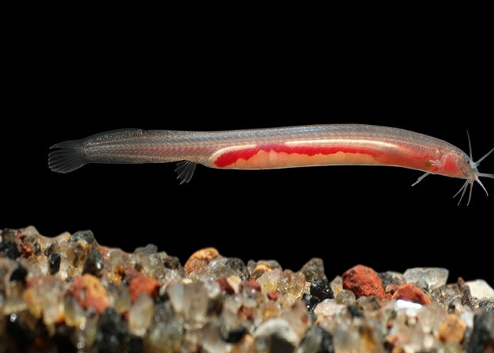 Pathala Eel Loach