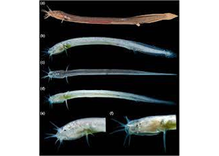 Pathala Eel Loach