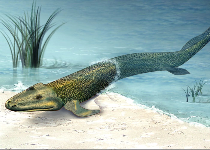 Tiktaalik