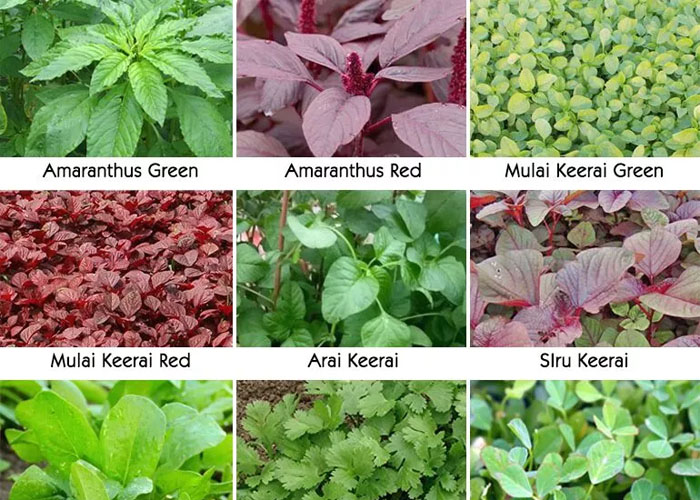 Traditional seeds