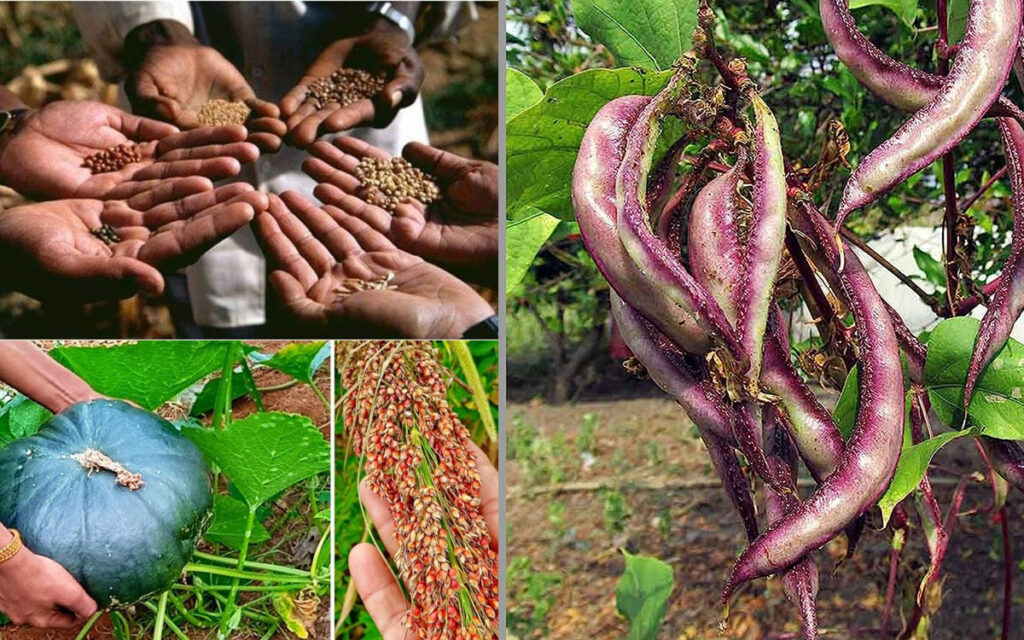 Traditional seeds