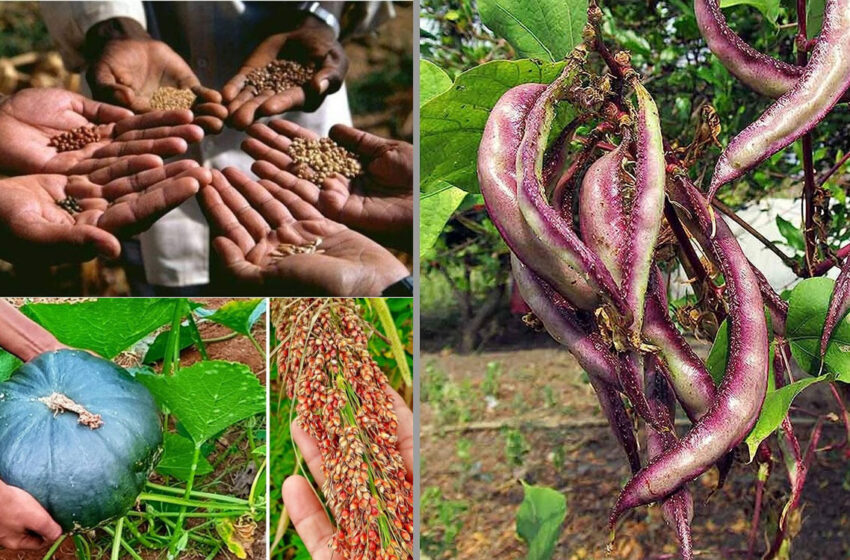 பாரம்பரிய நாட்டுக்காய் கறி விதை வகைகள்..! – அட இவ்வளவு நன்மைகளா?