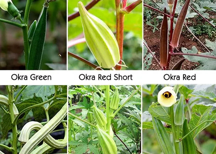 Traditional seeds