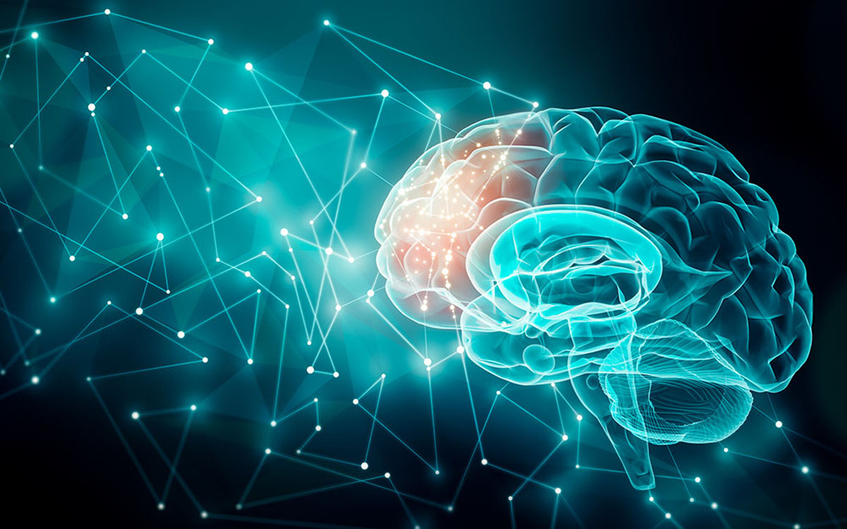 brain