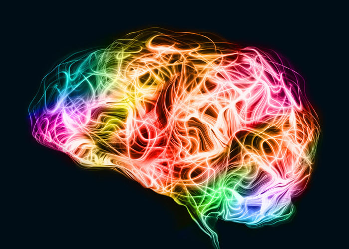 brain