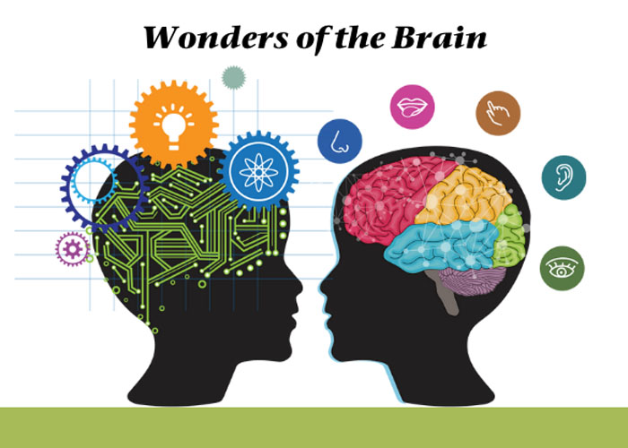 brain