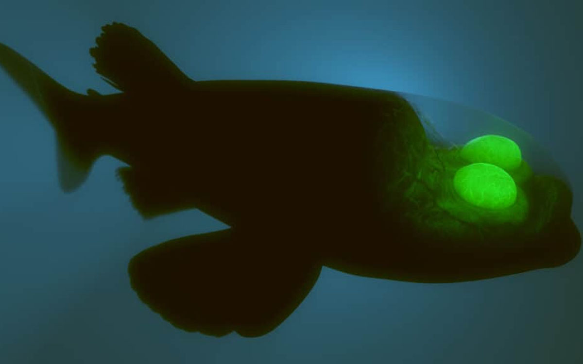 Barrel Eye fish