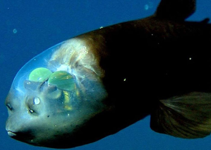 Barrel Eye fish
