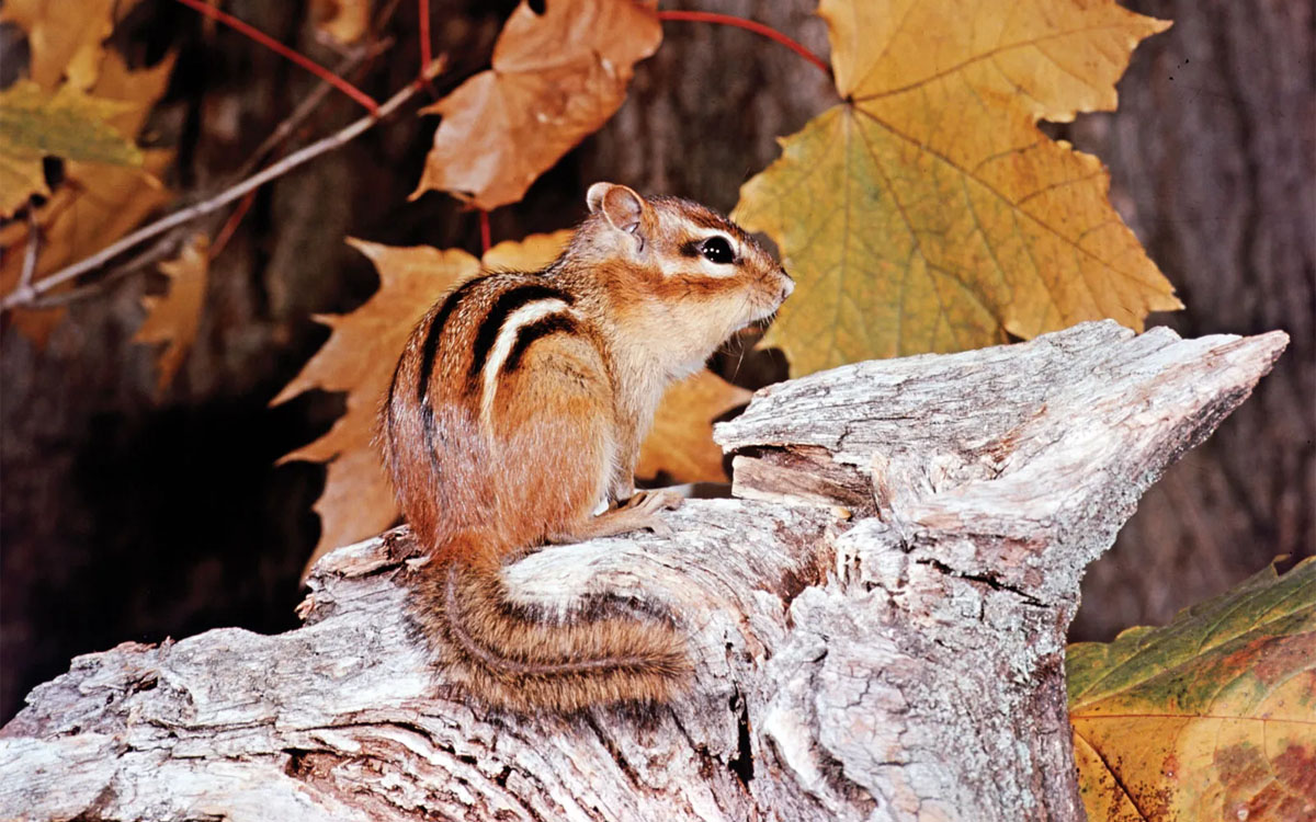 Chipmunks
