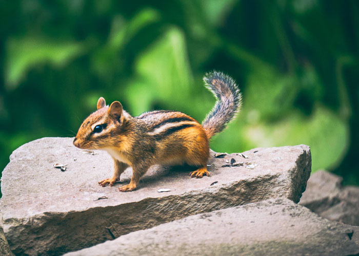 Chipmunks
