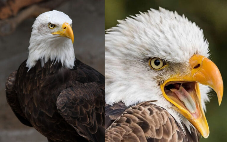 Eagle