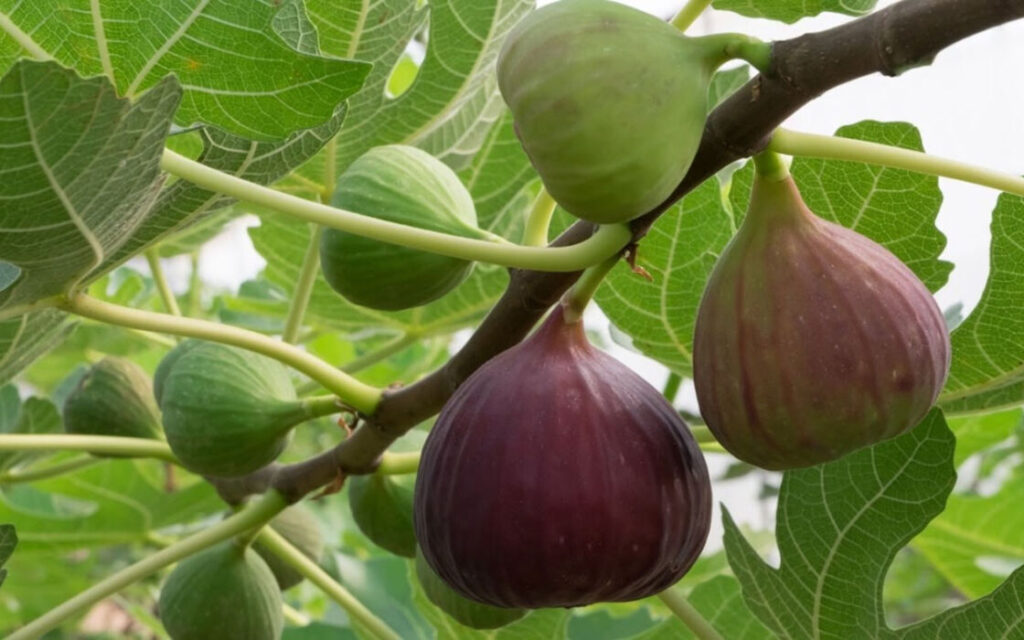 Fig
