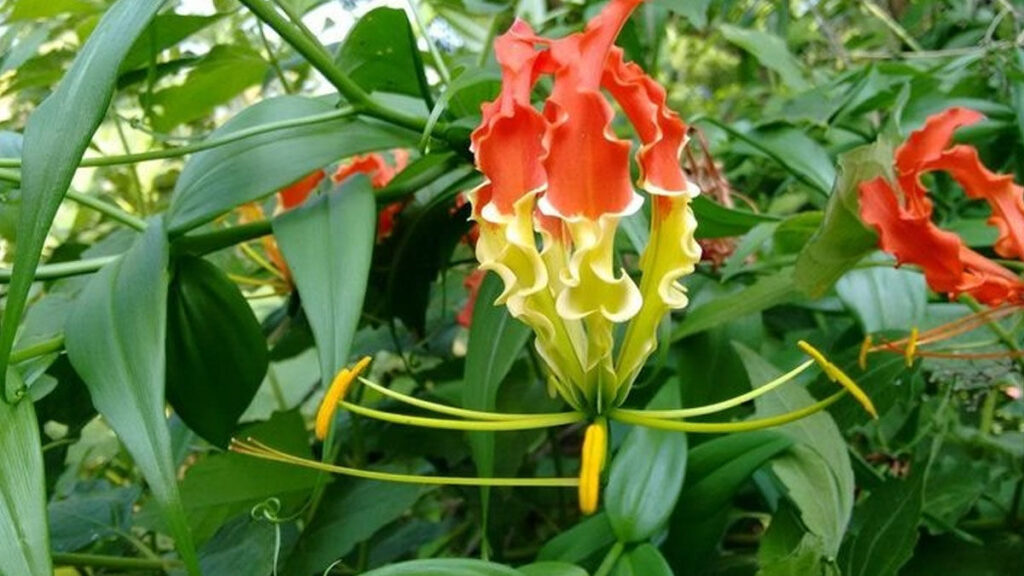 Flame lily