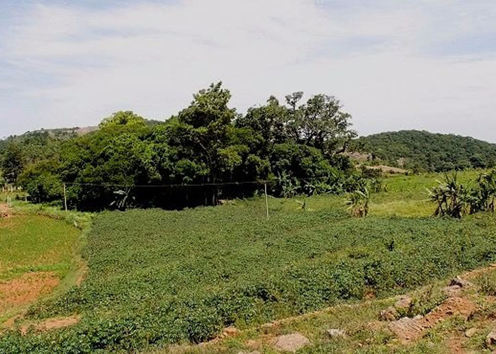 Kolli hills