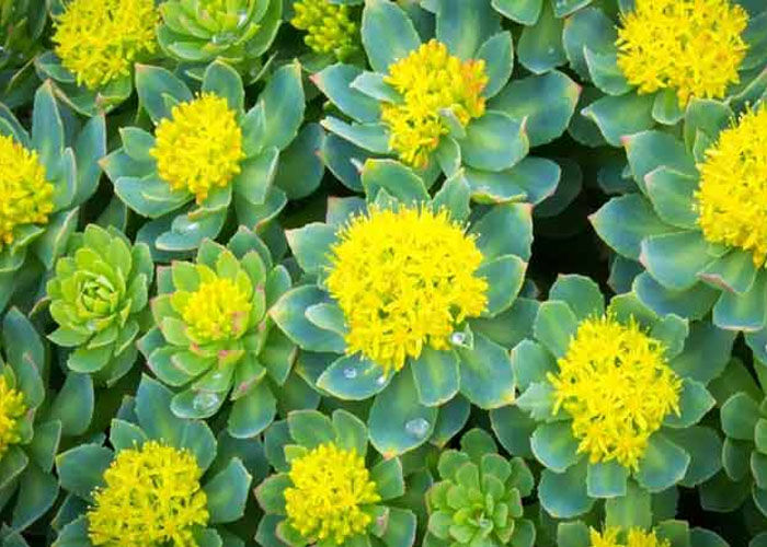 Rhodiola
