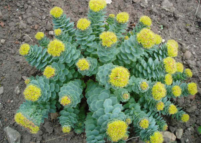Rhodiola