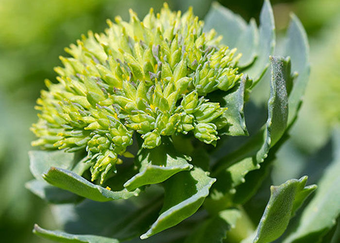 Rhodiola