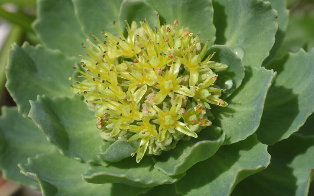 Rhodiola