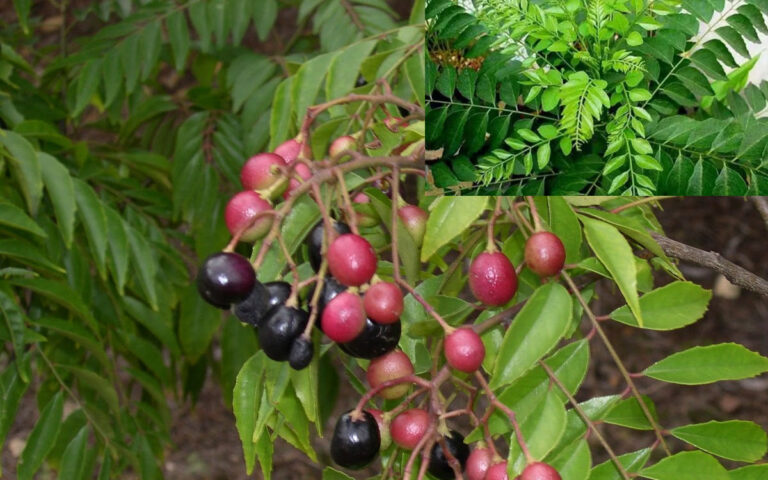 curry leaves