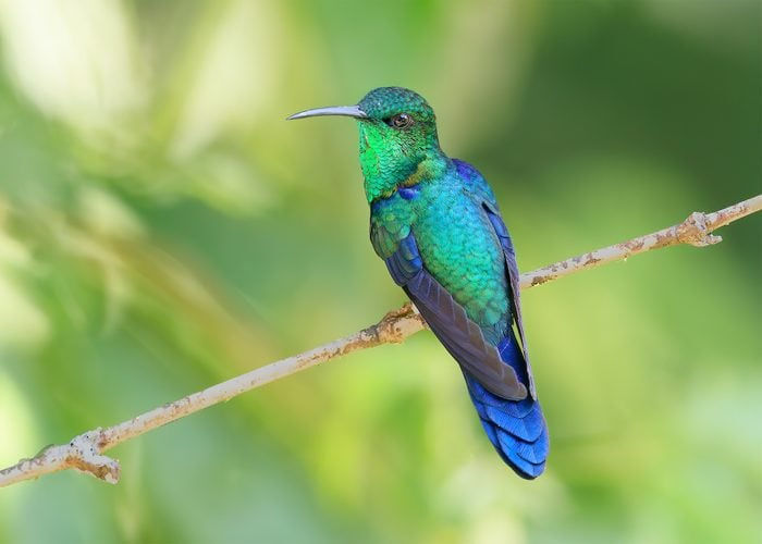 hummingbird
