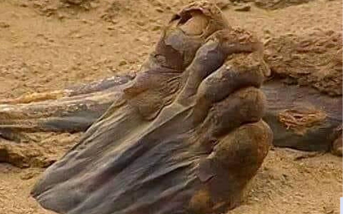 mummy feet