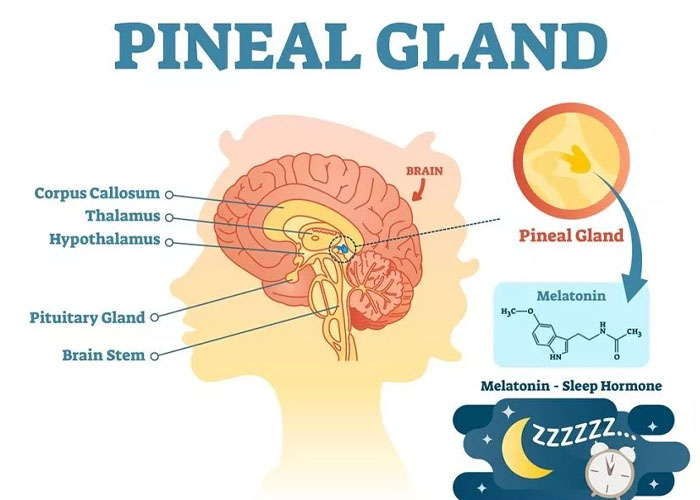 pineal gland