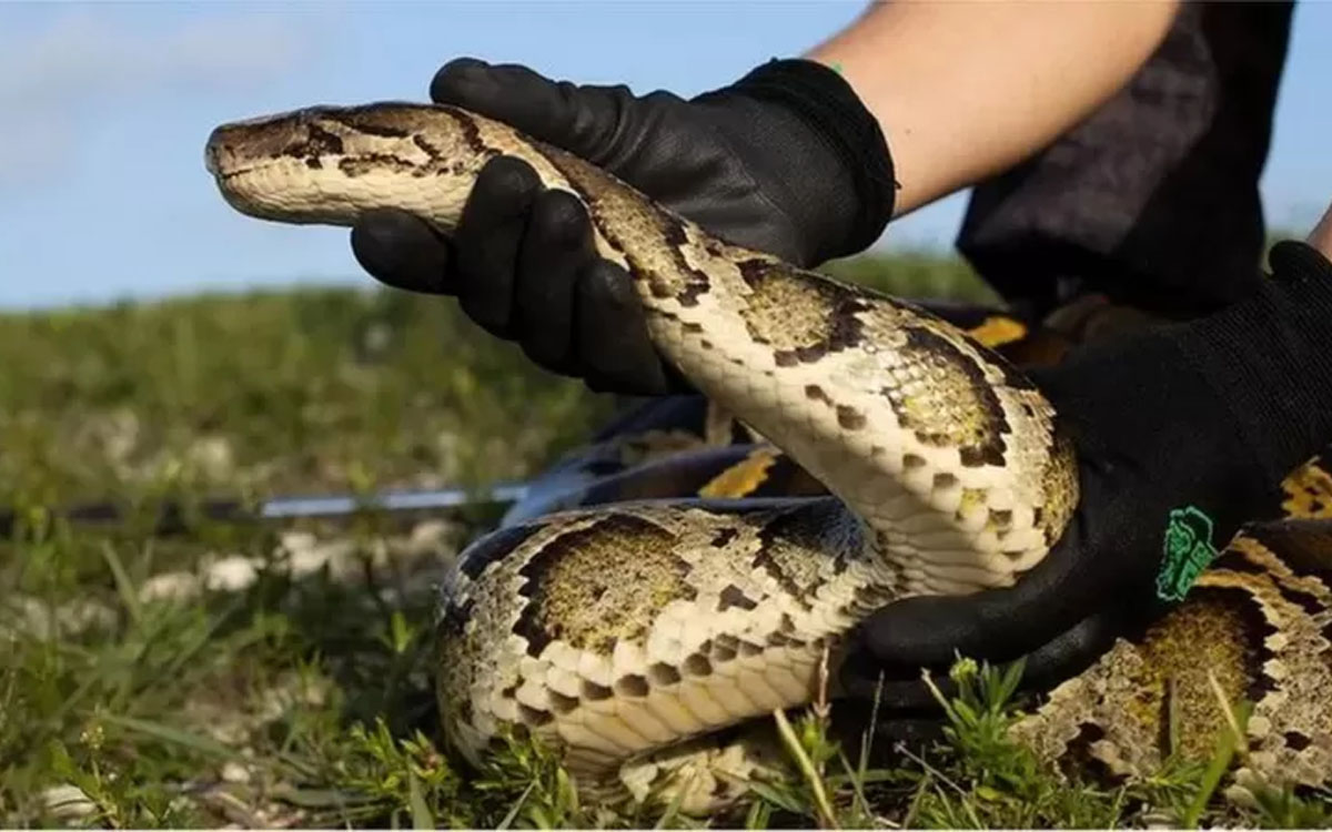 python