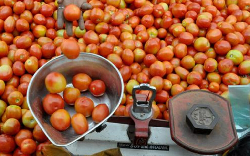 tomato price