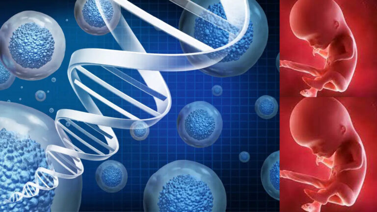 Artificial human embryo