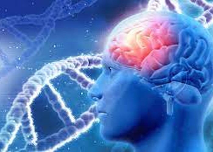 Brain