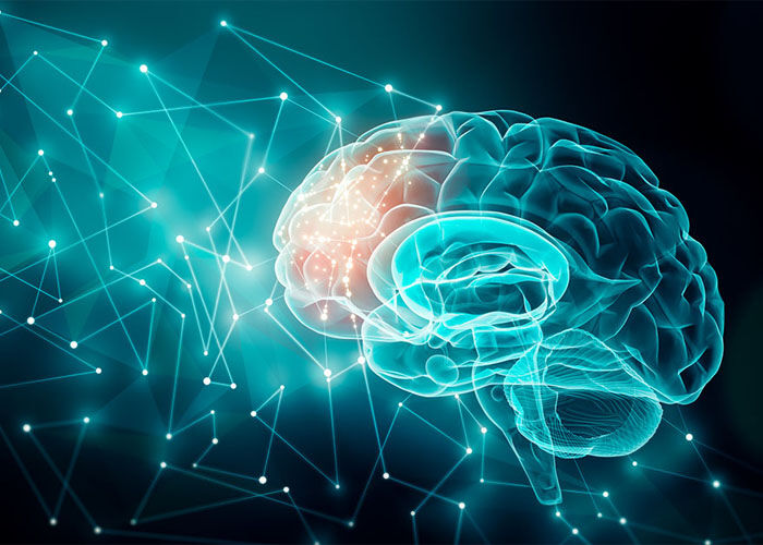 Brain