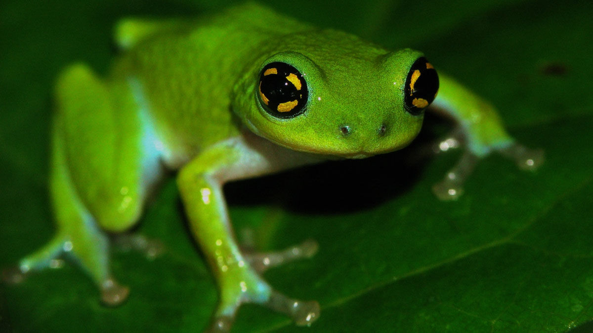 Bush Frog