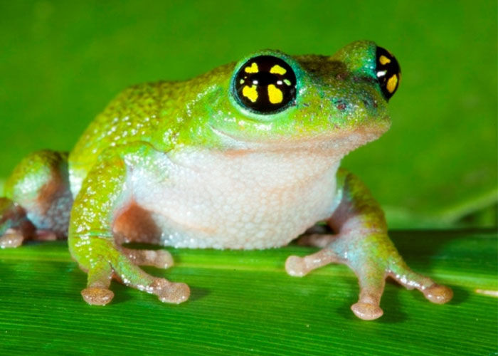 Bush Frog