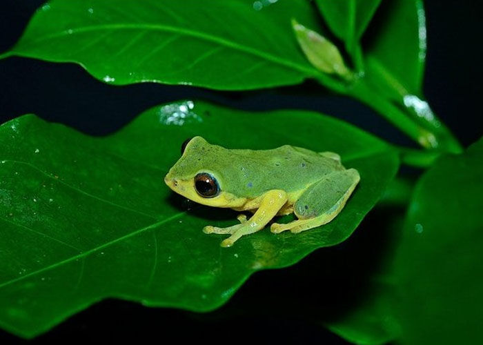 Bush Frog