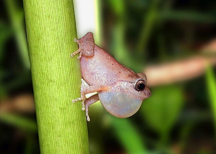 Bush Frog