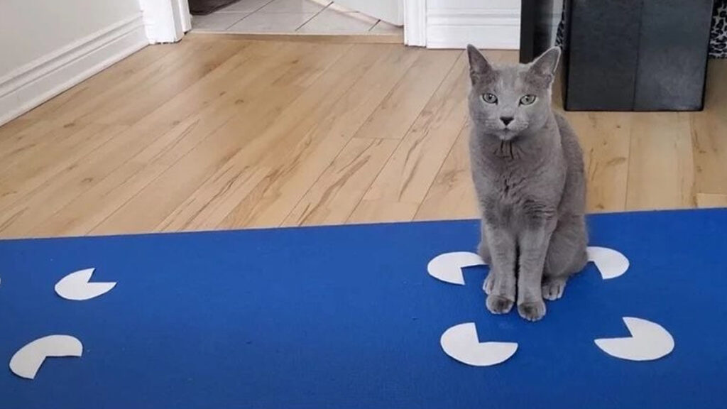 Cat like square box