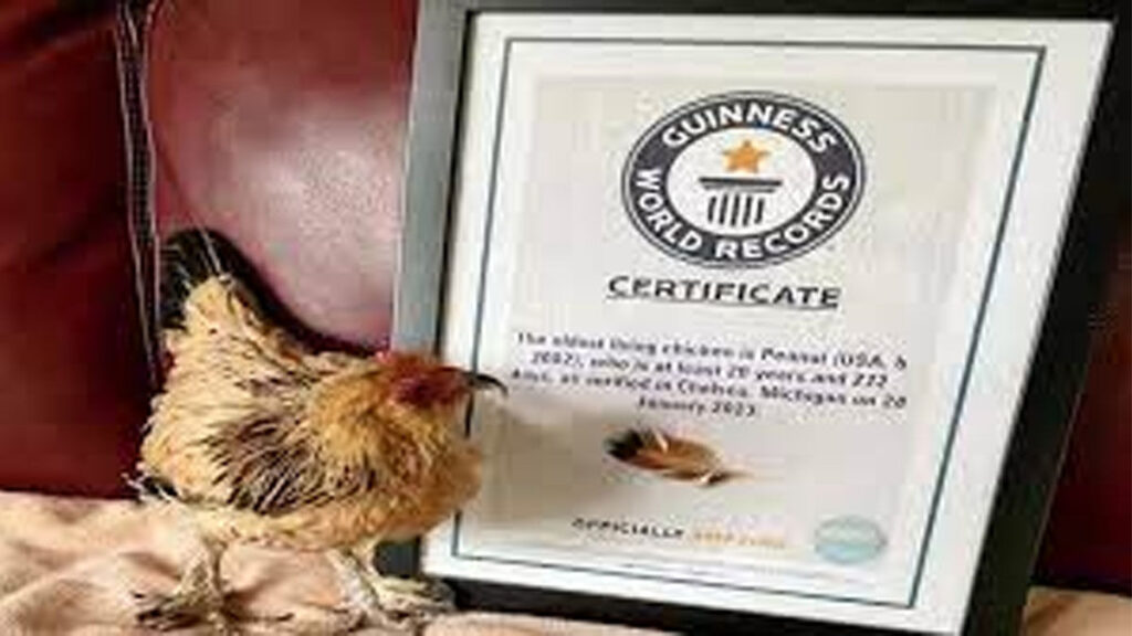 Guinness record hen