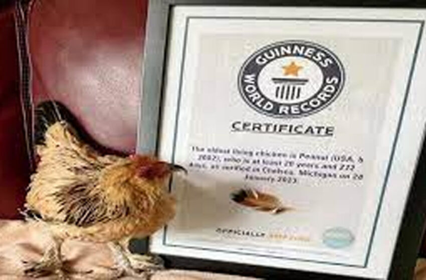 Guinness record hen