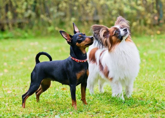 Pet Dog