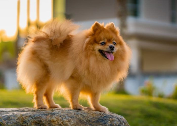 Pet Dog