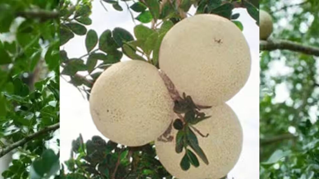 Wood Apple
