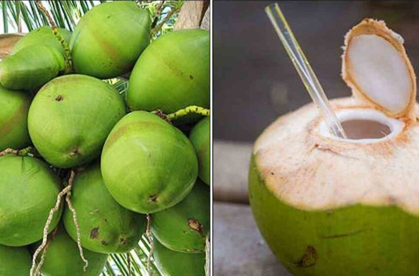 அதிக இளநீர் குடிப்பதால் இவையெல்லாம் ஏற்படுமா? அடடா இத்தனை நாள் தெரியவில்லையே..